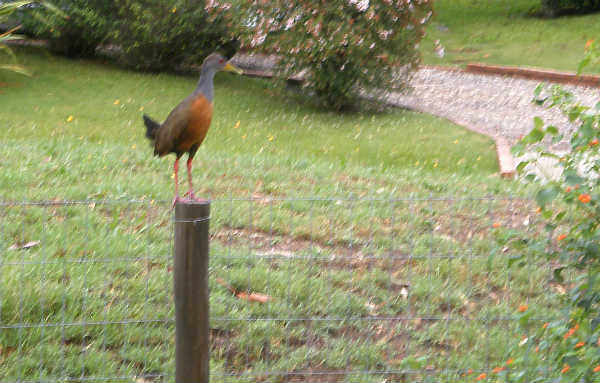 Aramides ypecaha aka gallineta, bird Uruguay