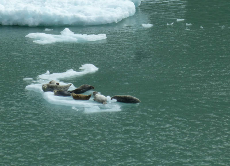seals