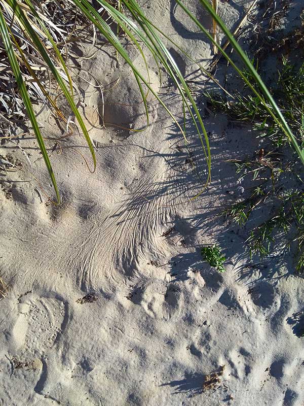 grass, sand