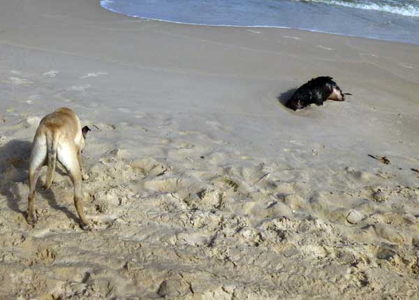 dead-dog