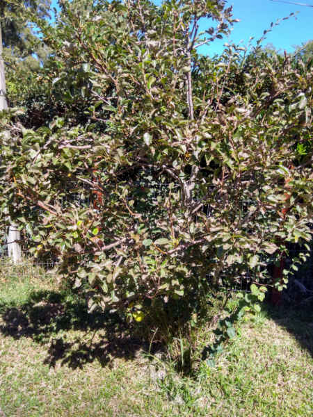 pear tree