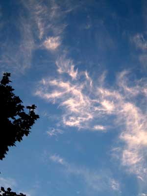 sylphs11