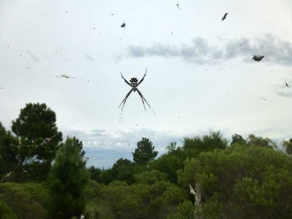 spider