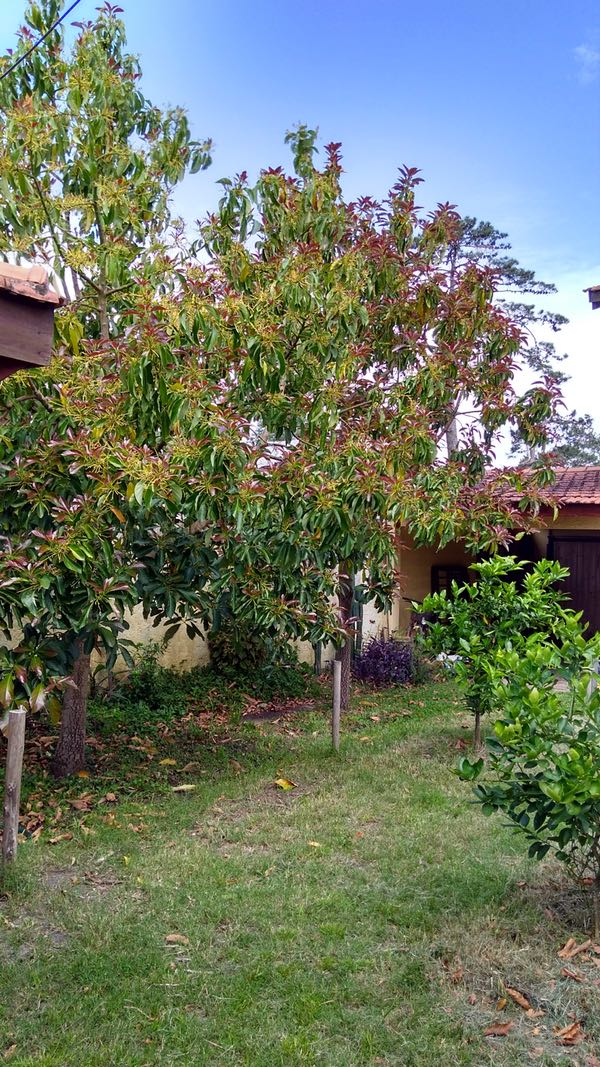 Avocado trees, Uruguay
