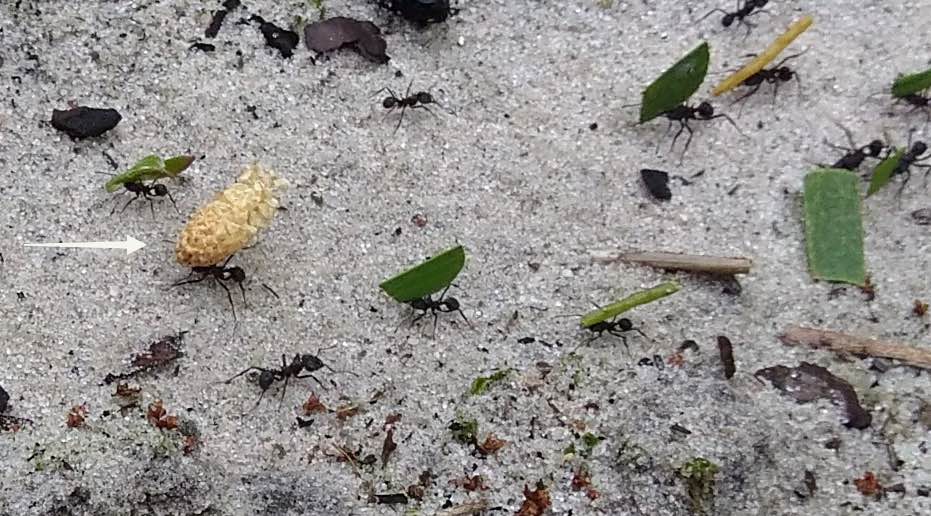 Leaf cutter ants in action, Uruguay