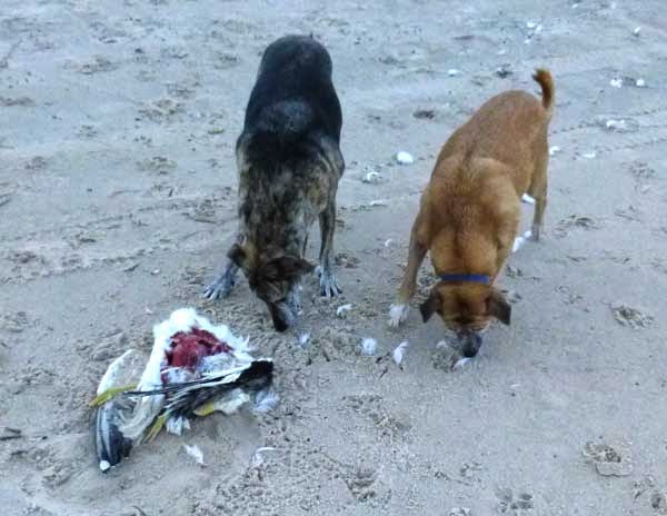 dogs investigate dead bird on beach