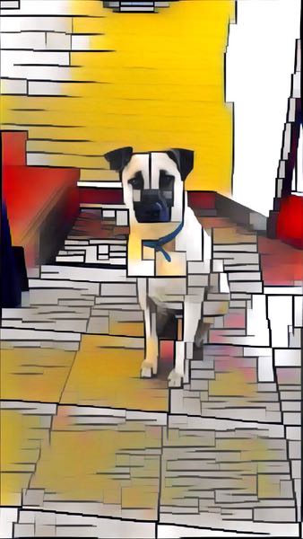 Dog waiting for walk