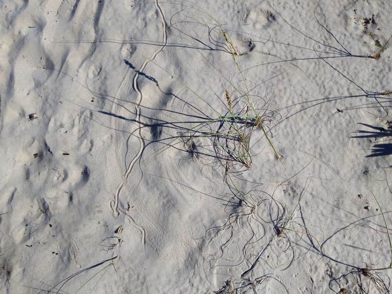 trail in sand, Uruguay