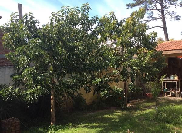 Avocado trees, Uruguay