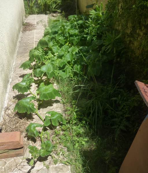 volunteer squash plants