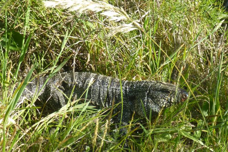 Unidentified large lizard, Canelones, Uruguay