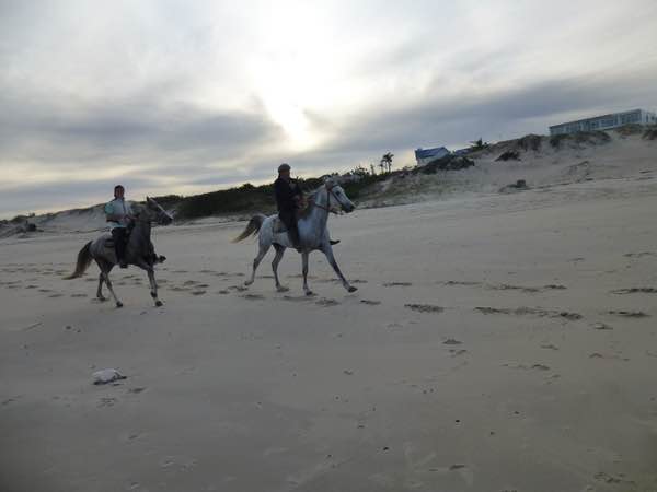 horses