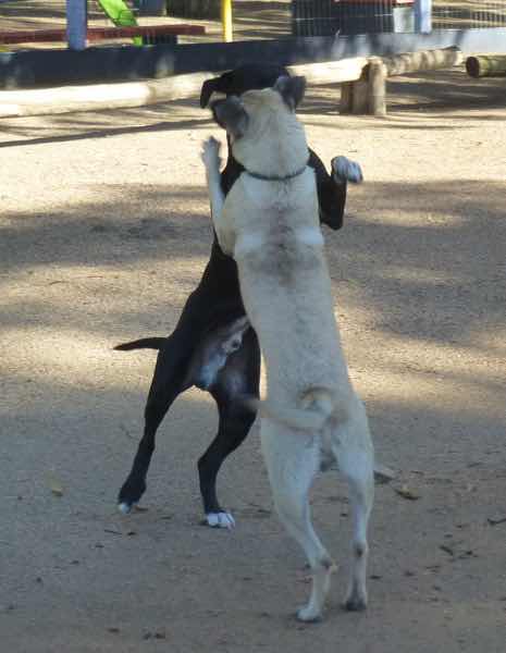 dogdance-1