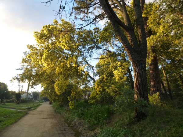 yellow-trees