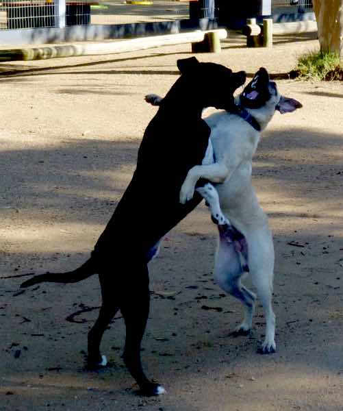 dogdance-2