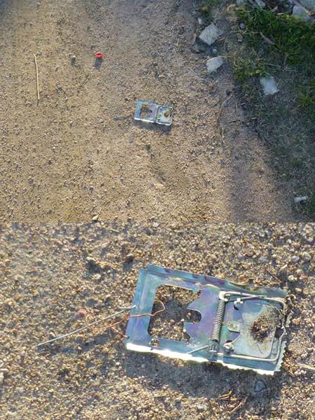 rat-trap