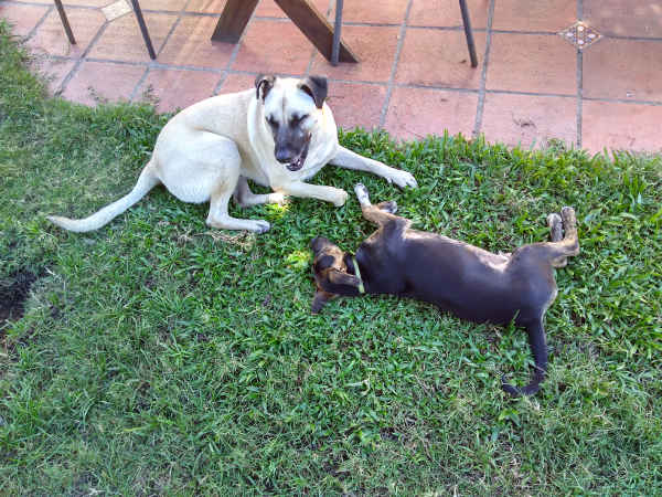 dog with puppy
