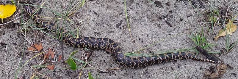 snake