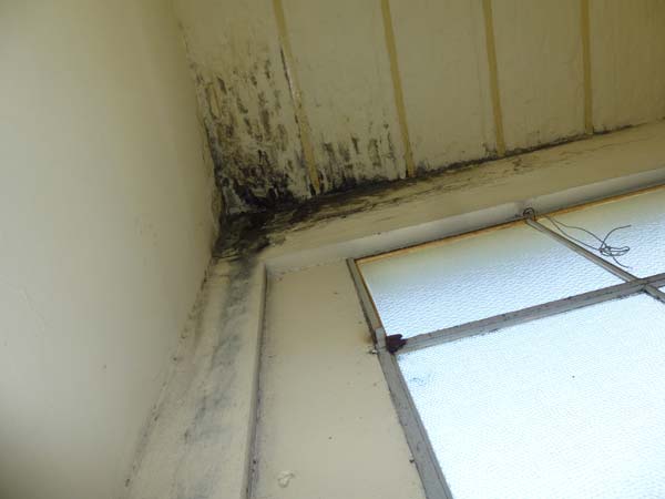Ceiling mold, Hospital Pasteur, Montevideo Uruguay