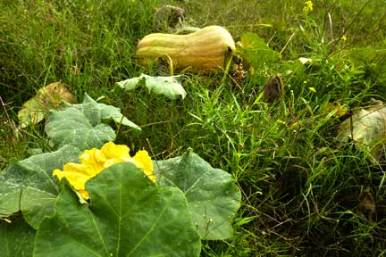 squash