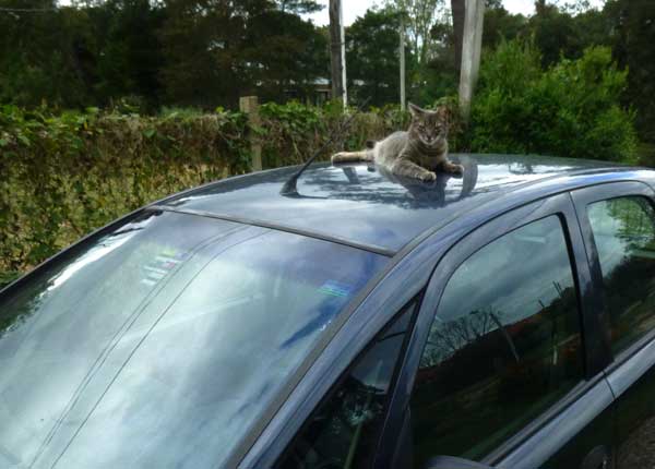 Cat on car