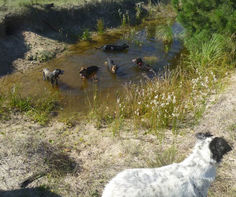 Dogs enjoying a swimming hole