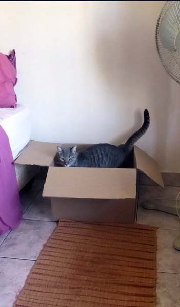 cat-box-2