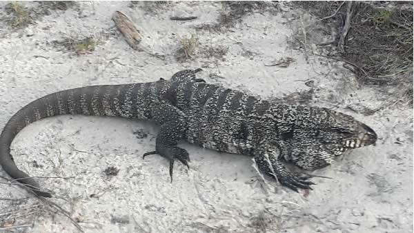 Monitor (?) lizard, Uruguay