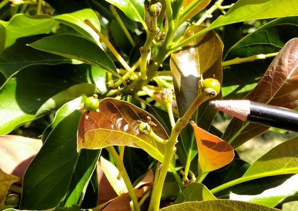 baby avocados, Uruguay