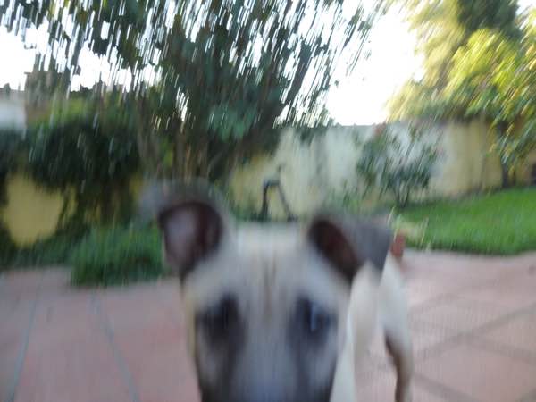 benji
