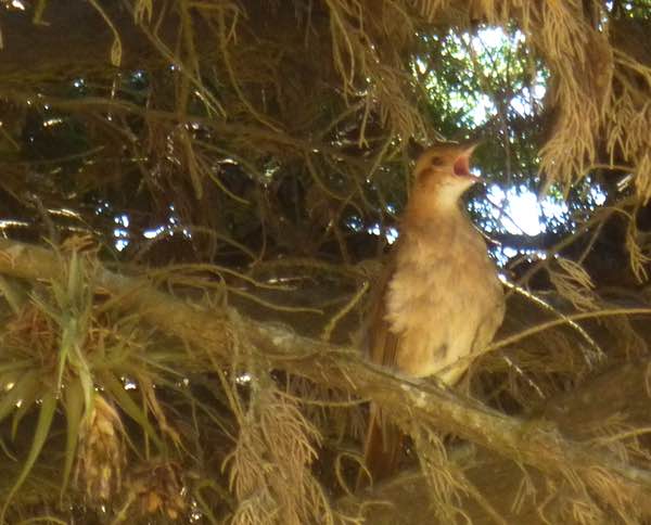 bird