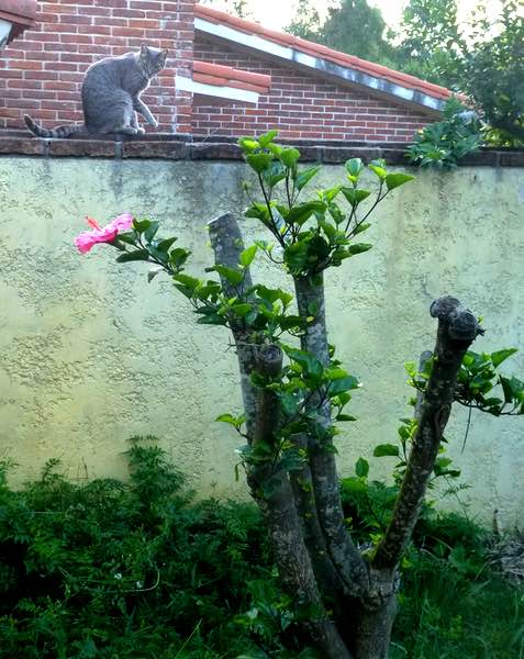 Hibiscus blooming
