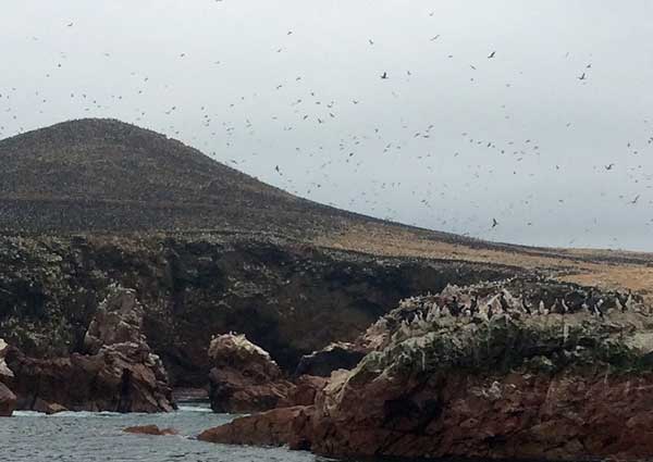 Ballestas Islands, Paracas Peru