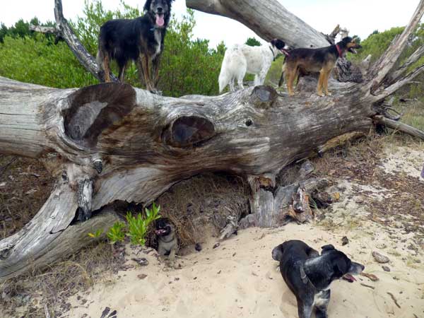 dogs-tree