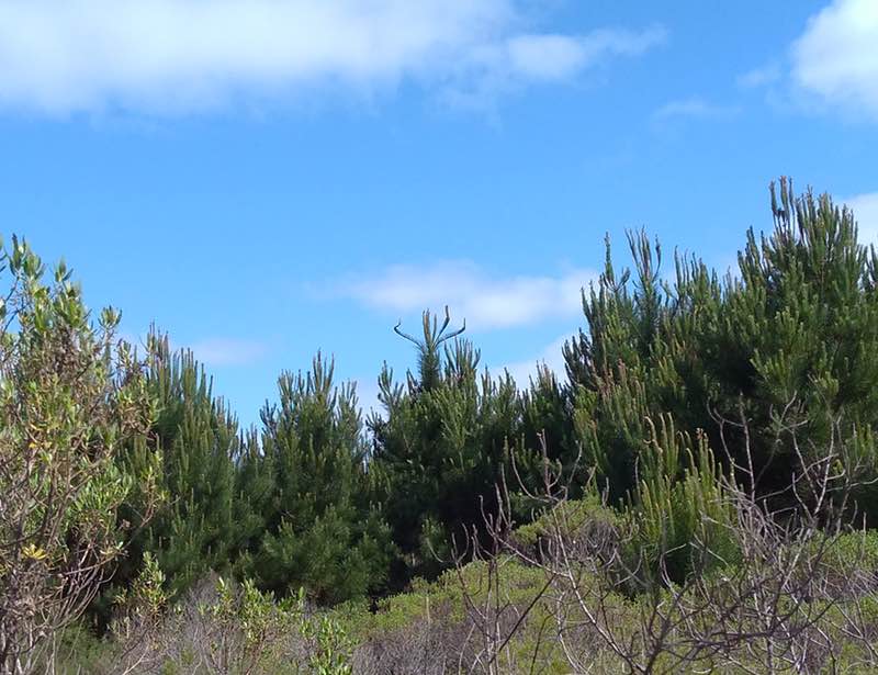 odd new pine tree growth