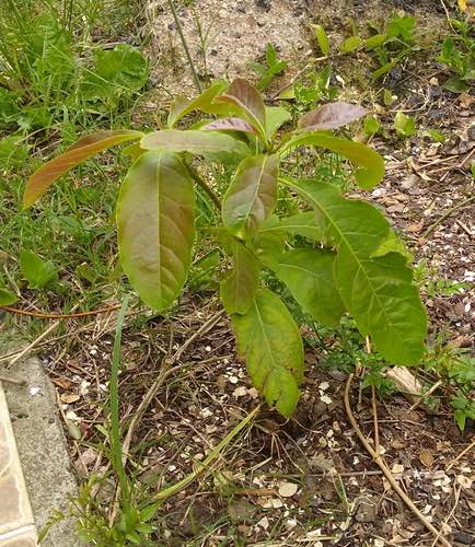 avocado seedling