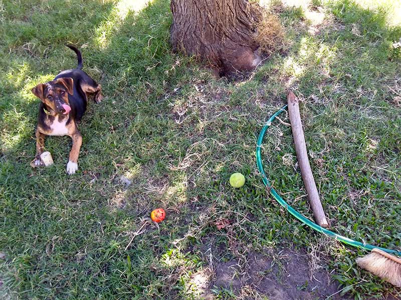 dog