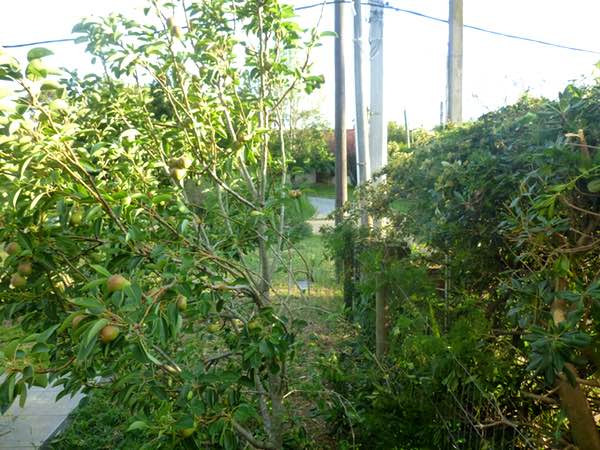 pear tree