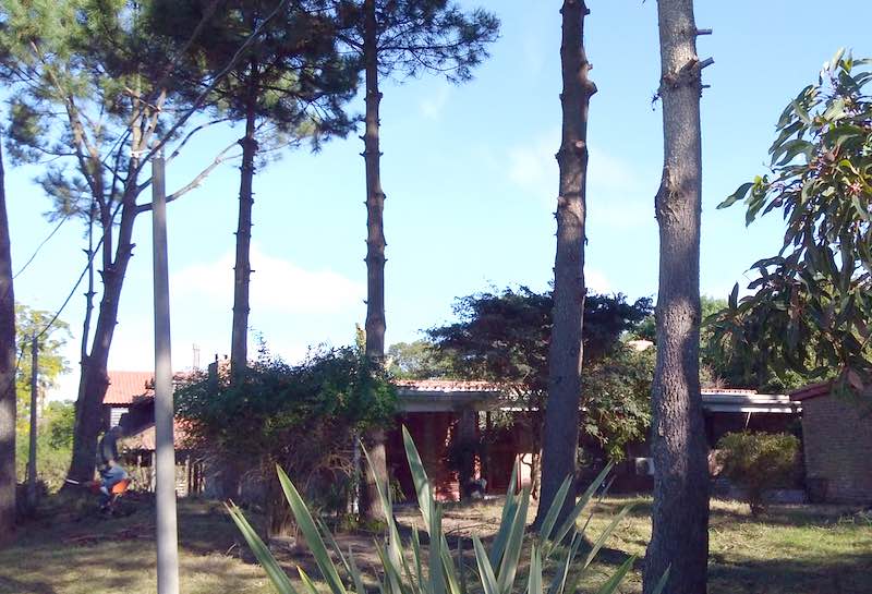 pruned pine trees, Uruguay