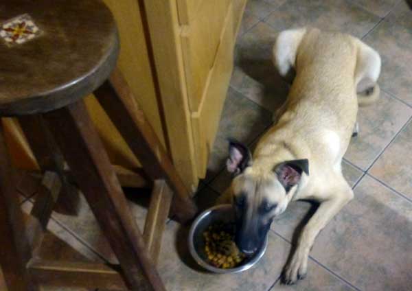 benji-food