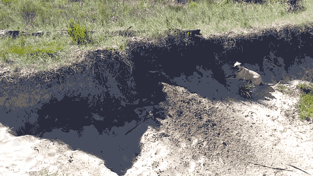 dog digging in sandy bank, Uruguay
