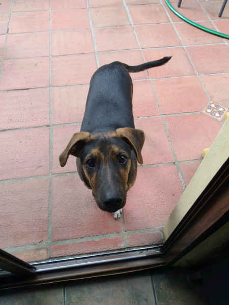 dog