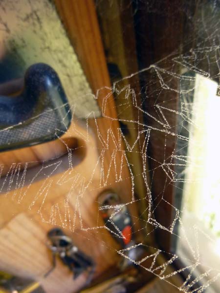 spiderweb