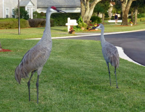 sandhill_cranes