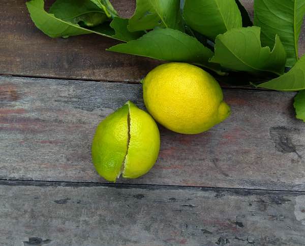 lemon cut in half by loppers