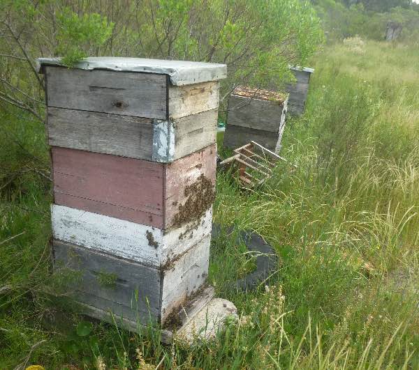 Happy honey bees in Uruguay, 2016
