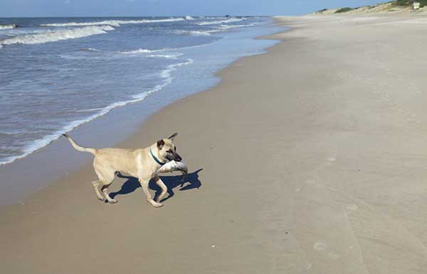 dog with fish on beach, Uruguay