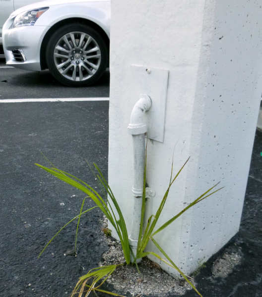 perseverance