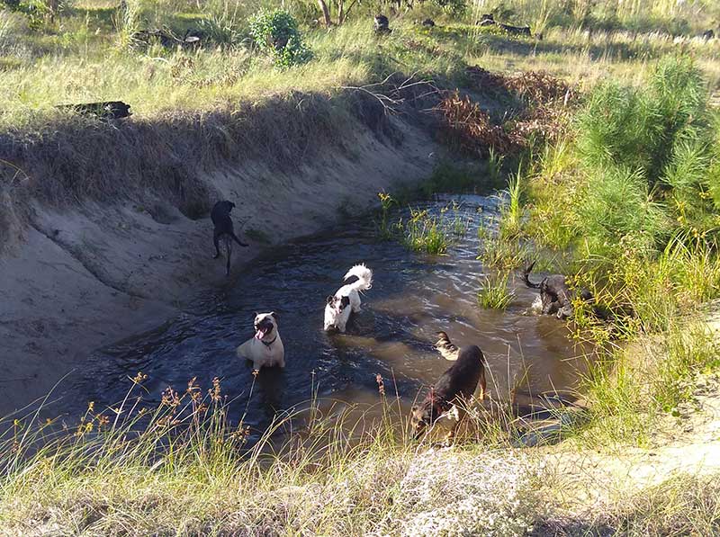dog swimming hole, Villa Argentina, Uruguay
