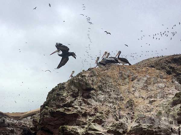 Pelicans, Ballestas Islands, Paracas Peru
